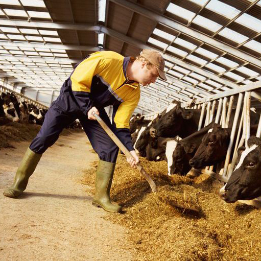 Animal Nutrition and Health